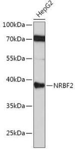 Western blot analysis of extracts of HepG2 cells, using Anti-NRBF2 Antibody (A9878) at 1:1000 dilution