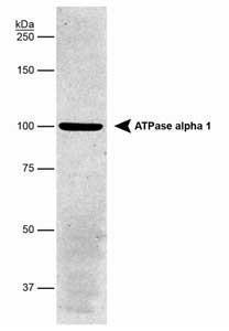 Anti-Sodium Potassium ATPase Alpha 1 Mouse Monoclonal Antibody [clone: 464.6]