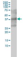 Anti-CD33 Mouse Monoclonal Antibody [clone: 2D12-G4]