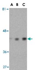 Anti-ACTB Rabbit Polyclonal Antibody