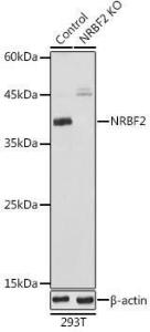 Western blot analysis of extracts from normal (control) and NRBF2 knockout (KO) 293T cells, using Anti-NRBF2 Antibody (A9878) at 1:1000 dilution