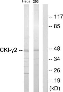 Antibody anti-CKI-gamma2 100 µg