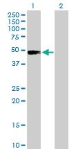 Anti-SLAMF7 Mouse Polyclonal Antibody