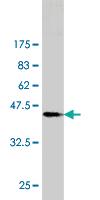 Anti-RBP4 Mouse Monoclonal Antibody [clone: 4E7]