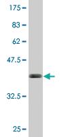 Anti-BST2 Mouse Monoclonal Antibody [clone: 3H4]