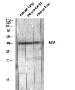 Anti-EDA Rabbit Polyclonal Antibody