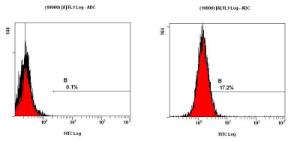 Anti-Sodium Potassium ATPase Alpha 1 Mouse Monoclonal Antibody [clone: 464.6]