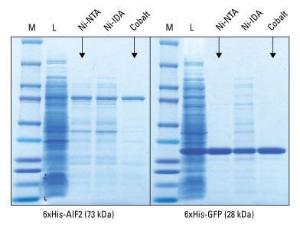 Affinity chromatography media, HisPur™ Ni-NTA Agarose