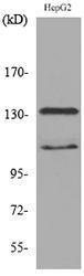 Western blot analysis of lysate from HepG2 cells using Anti-INPPL1 Antibody