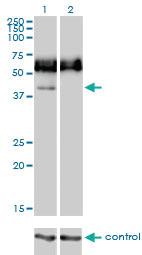 Anti-CD33 Mouse Monoclonal Antibody [clone: 2D12-G4]