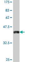 Anti-MYOD Mouse Polyclonal Antibody