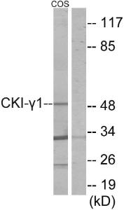 Western blot analysis of lysates from COS7 cells using Anti-CKI-gamma1 Antibody The right hand lane represents a negative control, where the antibody is blocked by the immunising peptide