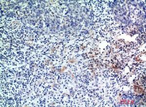 Anti-EDA Rabbit Polyclonal Antibody