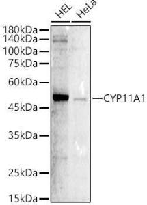 Western blot analysis of extracts of various cell lines, using Anti-CYP11A1 Antibody (A306341) at 1:800 dilution. The secondary antibody was Goat Anti-Rabbit IgG H&L Antibody (HRP) at 1:10,000 dilution.