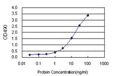 Anti-TEX13A Polyclonal Antibody Pair