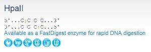 FERMER0511 - ENZYME HPAII 1000 UNITS