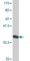 Anti-ELL Mouse Polyclonal Antibody