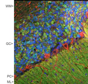 Confocal image of adult rat cerebellar cortex stained with Anti-Visinin Like Protein 1 Antibody (green), Anti-NF-M Antibody (A85323 / red) and DNA (blue)