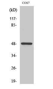 Western blot analysis of various cells using Anti-CKI-gamma1 Antibody