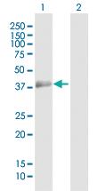 Anti-PBK Rabbit Polyclonal Antibody