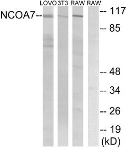 Western blot analysis of lysates from LOVO, NIH/3T3, and RAW2647 cells using Anti-NCOA7 Antibody The right hand lane represents a negative control, where the antibody is blocked by the immunising peptide