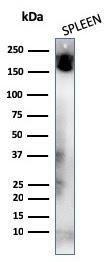 Western blot analysis of human spleen tissue lysate using Anti-CD45RA Antibody [K4B5]