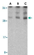 Anti-TNFSF15 Rabbit Polyclonal Antibody