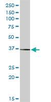 Anti-SIGLEC6 Rabbit Polyclonal Antibody