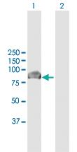 Anti-VASN Rabbit Polyclonal Antibody