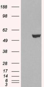 Anti-IRF6 antibody