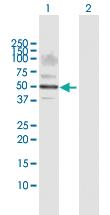 Anti-SIGLEC6 Rabbit Polyclonal Antibody