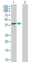 Anti-CAB39 Mouse Polyclonal Antibody