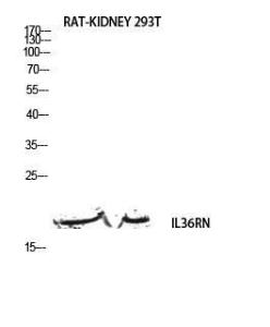 Anti-IL36RN Rabbit Polyclonal Antibody