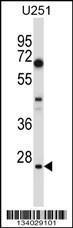 Anti-HES1 Rabbit Polyclonal Antibody (Biotin)