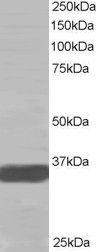 Anti-MORF4L2 Antibody (A83831) staining (0.2µg/ml) of A431 lysate (RIPA buffer, 35µg total protein per lane). Primary incubated for 1 hour. Detected by western blot using chemiluminescence.