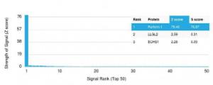 Analysis of protein array containing more than 19,000 full-length human proteins using Anti-Perforin Antibody [PRF1/2468