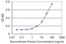 Anti-GRM8 Mouse Monoclonal Antibody [clone: 4A7]