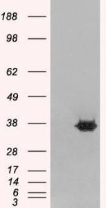 HEK293 overexpressing MORF4L2 (RC210566) and probed with Anti-MORF4L2 Antibody (A83831) (mock transfection in first lane), tested by Origene