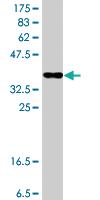 Anti-APPL1 Mouse Polyclonal Antibody