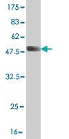 Anti-RBP4 Mouse Monoclonal Antibody [clone: 4D9]