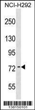 Anti-ARHGAP28 Rabbit Polyclonal Antibody (APC (Allophycocyanin))