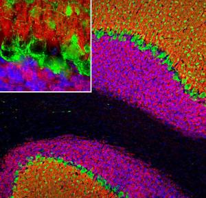 Immunofluorescent analysis of rat cerebellum section stained with Anti-Visinin Like Protein 1 Antibody (A85344), at a dilution of 1:2000, in red, and co-stained with Anti-Parvalbumin Antibody (A85317), at a dilution of 1:1000, in green