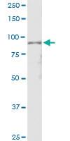 Anti-APPL1 Polyclonal Antibody Pair