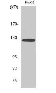 Western blot analysis of various cells using Anti-FBLN2 Antibody