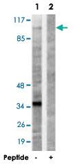 Anti-KIF20A Rabbit Polyclonal Antibody