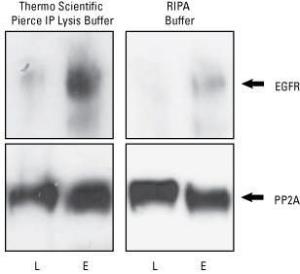 IP lysis buffer, Pierce™