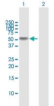 Anti-TNFRSF11B Rabbit Polyclonal Antibody