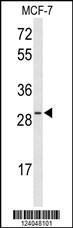 Anti-HES6 Rabbit Polyclonal Antibody (FITC (Fluorescein Isothiocyanate))