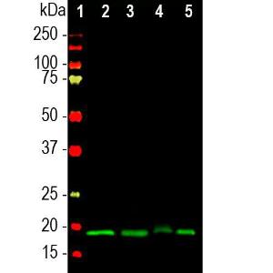 Western blot analysis of different tissue lysates using Anti-Visinin Like Protein 1 Antibody (A85344), at a dilution of 1:10000, in green