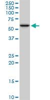 Anti-PDIA3 Mouse Polyclonal Antibody